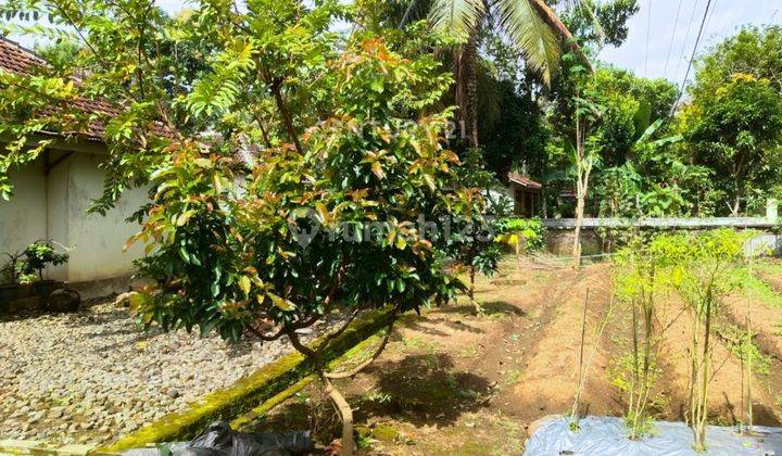 Rumah Halaman Luas Di Kalibawang Cocok Untuk Keluarga Besar 2