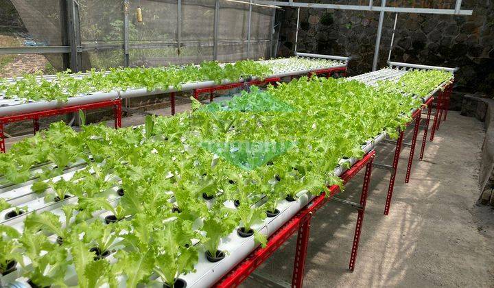 Dijual Kebun siap produksi Sekuti 1