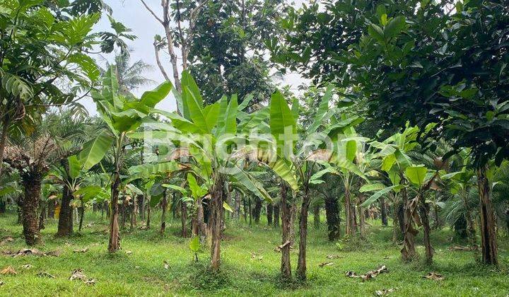 Tanah Katulampa Bogor Timur 5 Menit Dari Summarecon Bogor 2