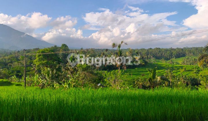 Tanah cantik Wong Aya Gede Tabanan Bali..1200 dan 600 m2 Tanah cantik Wong Aya Gede Tabanan Bali..1200 dan 600 m2