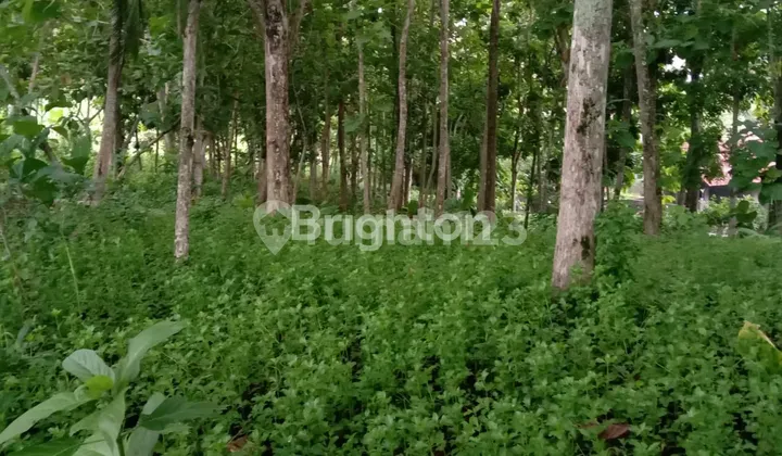 Good Land in West Bali Negara Good Land in West Bali Negara