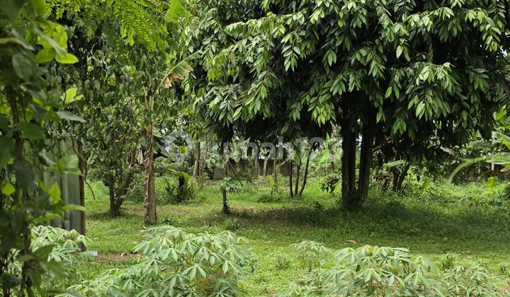 Dijual Tanah Luas Di Parung Bogor Dijual Tanah Luas Di Parung Bogor