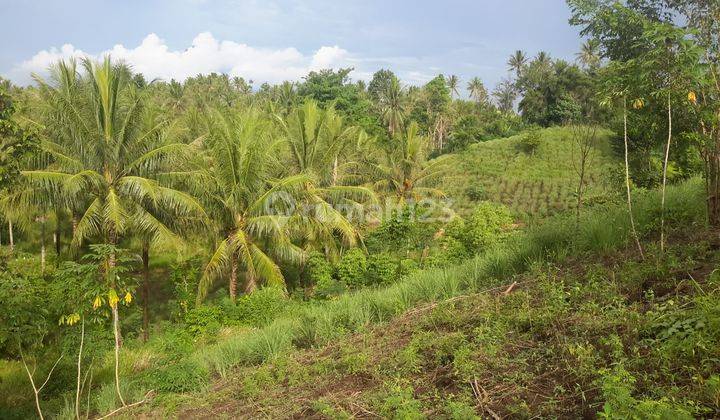 Tanah 50~75 Hektar Di Likupang Cocok Buat Perkebunan 1