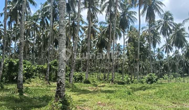 Tanah 8 H Di Wori Dekat Perempatan Pandu Cocok Buat Investasi 2
