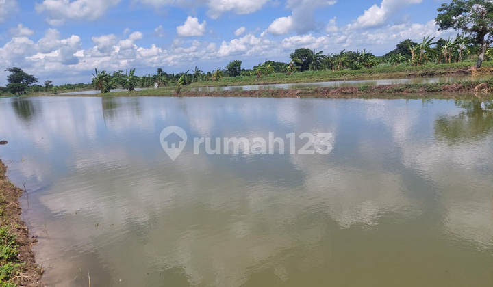 LAND KEMLAGIGE LAMONGAN T500 DISTRESSED ASSET, CASH ONLY