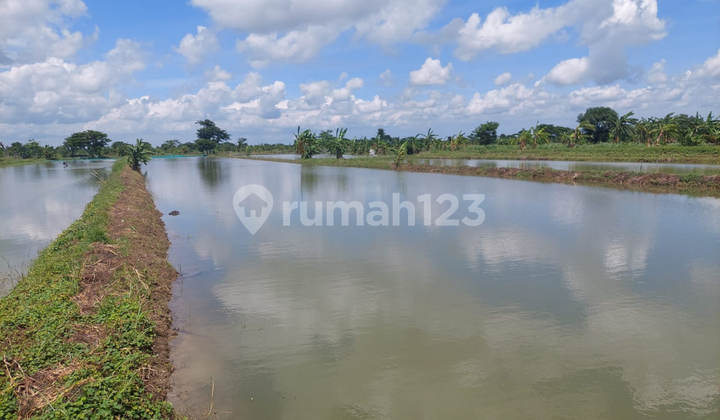 LAND KEMLAGIGE LAMONGAN T500 DISTRESSED ASSET, CASH ONLY