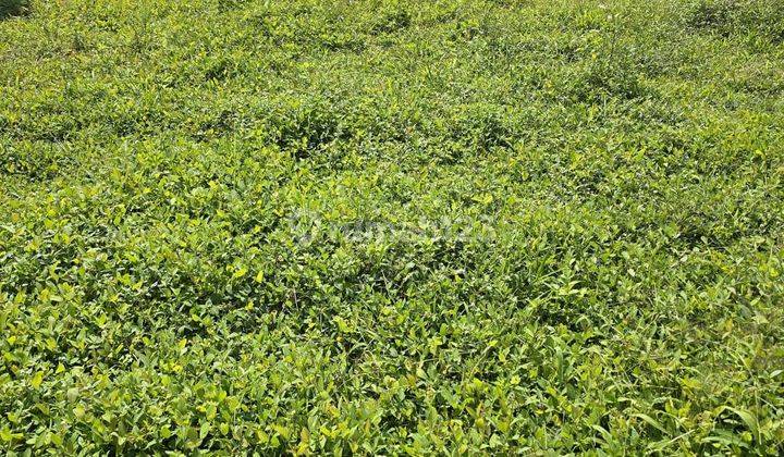 0508.14 Jual Tanah Malang Di Bululawang Di Tanah Suropati  1