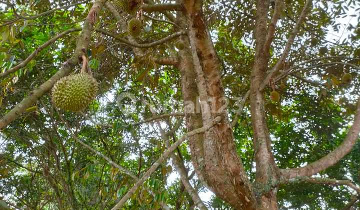 For Sale: 1 Hectare of Land Below NJOP Price in Deliserdang, Medan Sinembah For Sale: 1 Hectare of Land Below NJOP Price in Deliserdang, Medan Sinembah