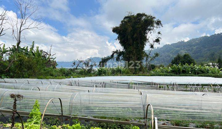 Land View Lake Buyan Bukit Sudah Aspect Lok Pancesari Bedugul Land on Jln wisata danau buyan, Pancasari SHM - Certificate of Ownership 2000 Are 2