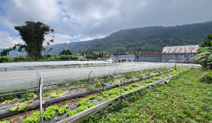 Land View Lake Buyan Bukit Sudah Aspect Lok Pancesari Bedugul Land on Jln wisata danau buyan, Pancasari SHM - Certificate of Ownership 2000 Are 1