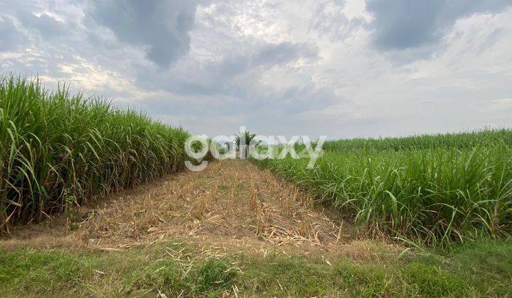 Butuh Cepat jual Tanah Dekat PG Krembung Sidoarjo 1