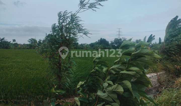 Kavling Rejoso Kebonwaris Pandaan Pasuruan 1890m2 SHM Harga BU