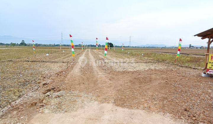 Tanah Kavling Ukuran Jumbo Desa Sukareja Kec Banjarharjo Kab Brebes 2