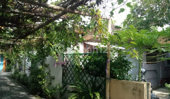 Rumah Lawasan Menawan Bonus Tanaman Di Laweyan Surakarta