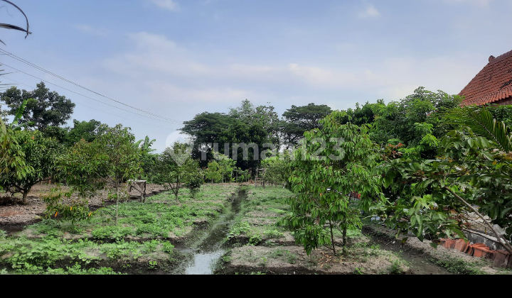 Tanah Kece Bonus Joglo Dan Kebun Buah Di Pengging Boyolali