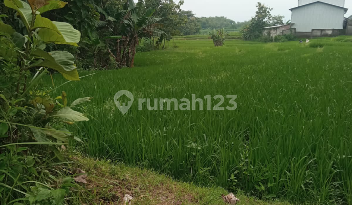 Sawah Menawan Adem Dekat Pusat Perkantoran Karanganyar
