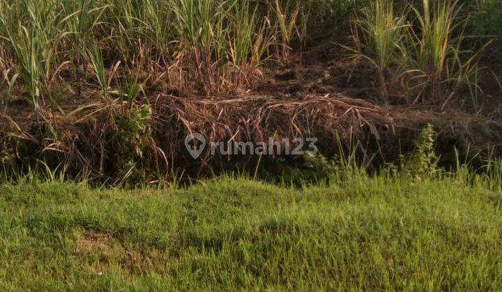 Sawah Zona Hijau Di Sidoharjo Singopadu Sragen 1