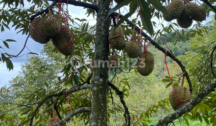 Tanah Bonus Pohon Durian View Alam di Ambarawa Semarang