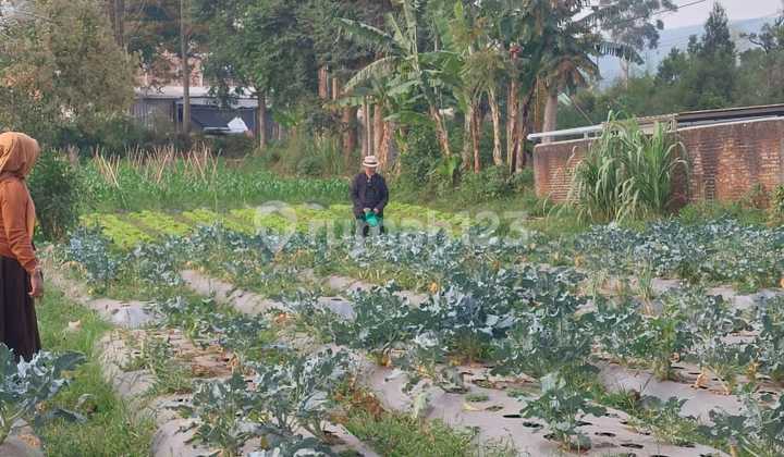 For Sale 1400 M² Land in Cikahuripan Bosscha Lembang Upass Hill Bandung