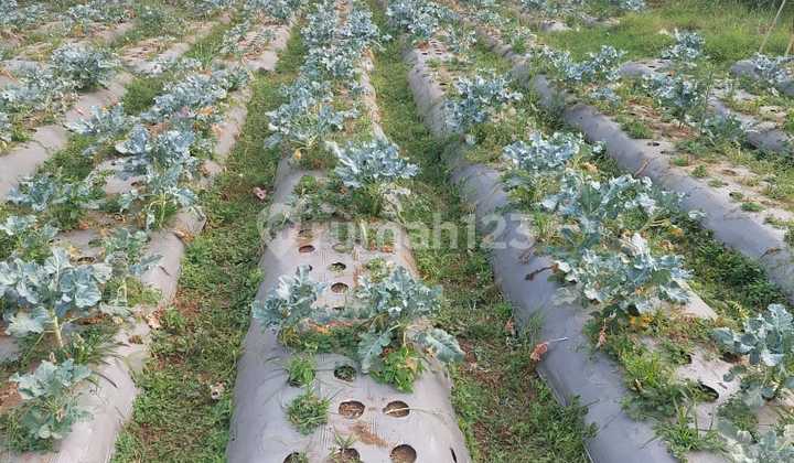 For Sale 1400 M² Land in Cikahuripan Bosscha Lembang Upass Hill Bandung