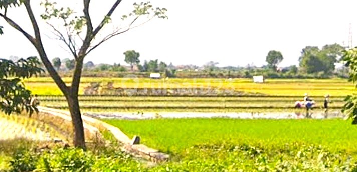 Tanah Sawah Luas 1,2 Hektar Harga Nego Cileunyi Kulon Bandung
