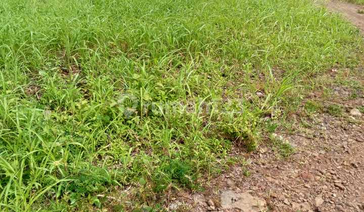 Tanah Murah Luas 2 Hektar Cocok untuk Pesanten Cilaku Cianjur Tanah Murah Luas 2 Hektar Cocok untuk Pesanten Cilaku Cianjur