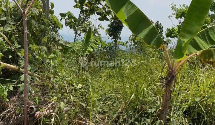 Tanah Pinggir Jalan Lokasi Strategis di Pamubulan, Bayah, Lebak, Banten 1