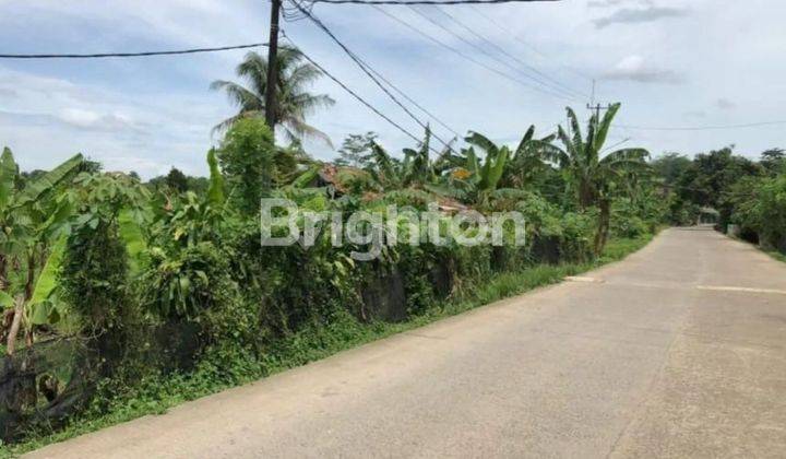 KEBUN GAHARU DI DAGO PARUNG PANJANG DEKAT SITU PASIR MAUNG 2