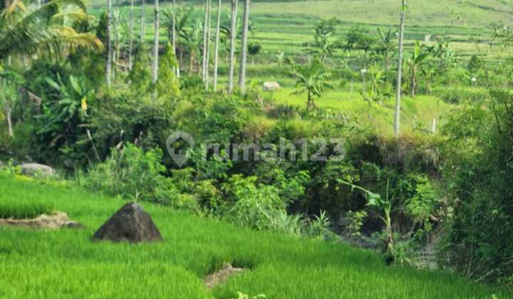 Dijual Lahan Sukamakmur Bogor Jalur Puncak Dua Jonggol Cocok Untuk Villa, Pesantren maupun Agribisnis Dijual Lahan Sukamakmur Bogor Jalur Puncak Dua Jonggol Cocok Untuk Villa, Pesantren maupun Agribisnis