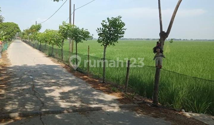 Dijual Tanah Sawah Produktif Pebayuran Bekasi Cocok untuk investasi pertanian Dijual Tanah Sawah Produktif Pebayuran Bekasi Cocok untuk investasi pertanian