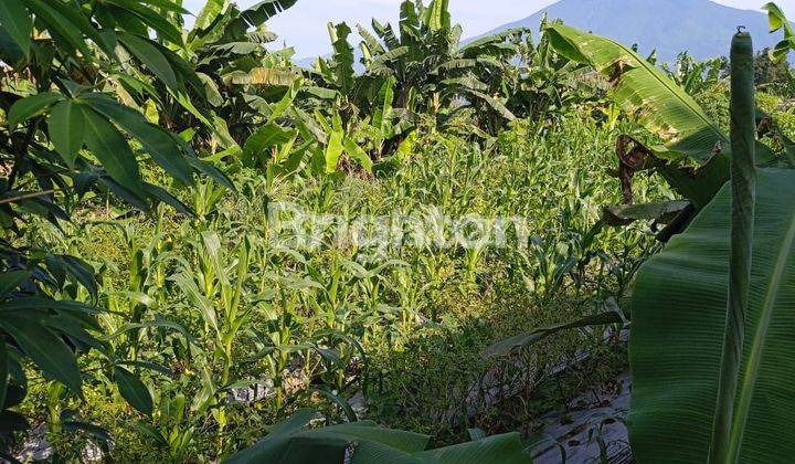 TANAH COCOK UNTUK KEBUN/VILLA UDARA SEJUK DI PEDESAAN 1