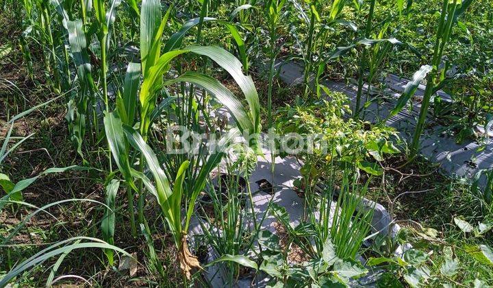 TANAH COCOK UNTUK KEBUN/VILLA UDARA SEJUK DI PEDESAAN 2