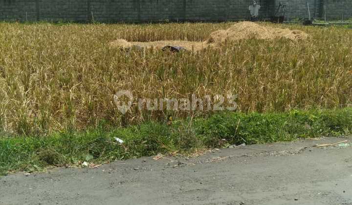 Fragrant Night Land East Denpasar Bali