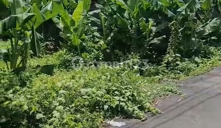 Tanah Sedap Malam Denpasar Timur Bali