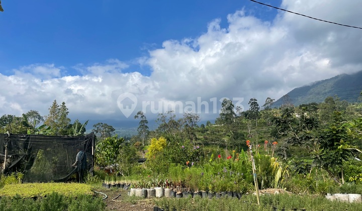 Highest Land Above the Mountain in Colibah Highest Land Above the Mountain in Colibah