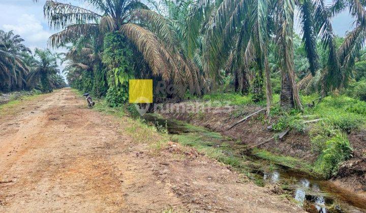Tanah Dijual di Pinggir Sungai Tanjung Api Api Cocok untuk Pelabuhan 2
