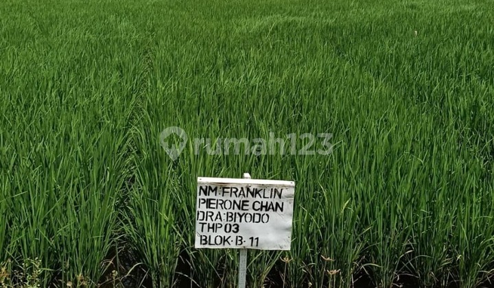 Dijual Cepat Tanah Beton Daerah Menganti Lagi Bu