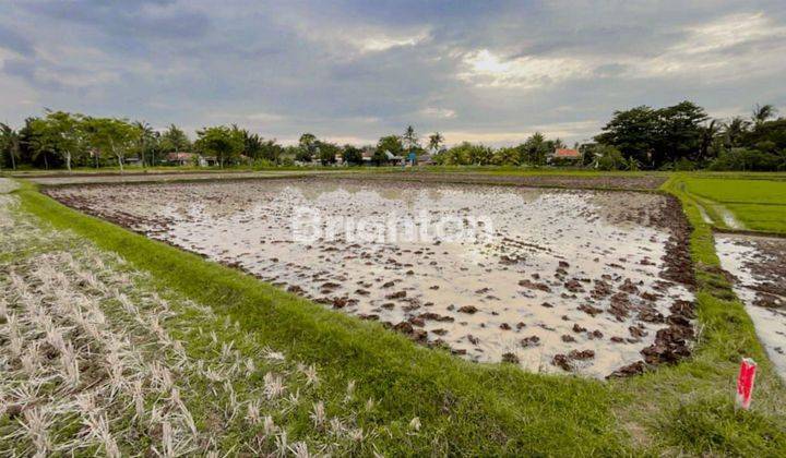 TURUN HARGA !! SEBIDANG TANAH SAWAH MAUK KEMIRI BANTEN TANGERANG 2