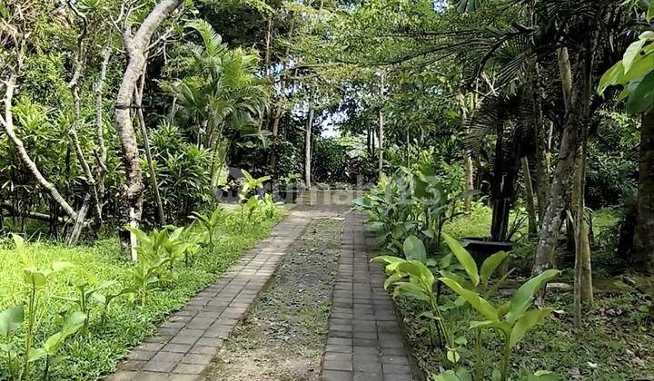 Smart Invest-Beli Tanah 70 Are Bonus Villa 3 Br View Sawah di Payangan