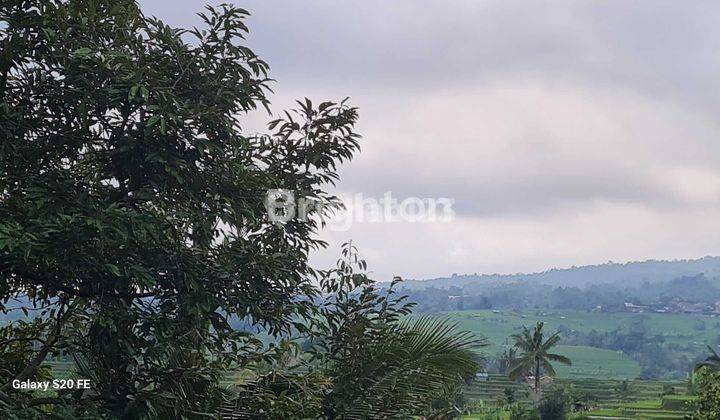  Tanah Sewa di  Jatiluwih View Sawah Terasering 2