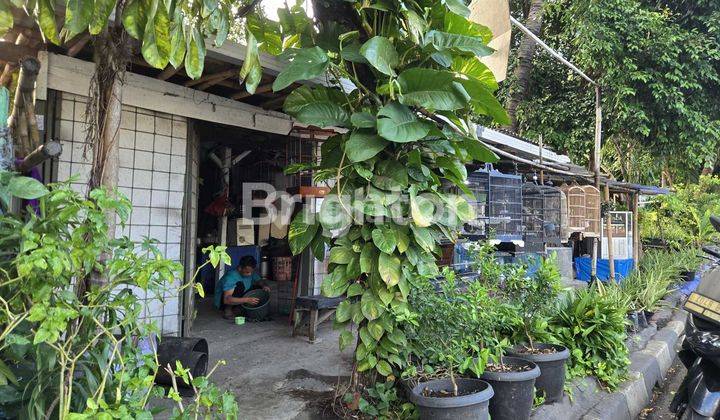 Rumah Tua Pinggir Jalan Raya di Srengseng Kembangan 2