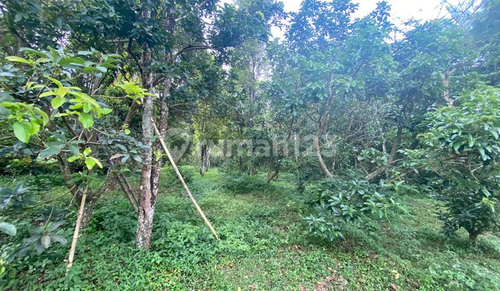 Tanah Produktif 1200m Lokasi Strategis Pinggir Jalan Bandungan 2