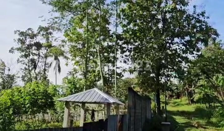 Tanah Pekarangan Datar Dan Subur Di Bergas Bandungan 2