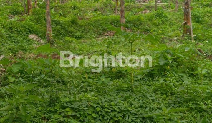 Lahan Tanah Datar Produktif Di Bergas, Bandungan 1