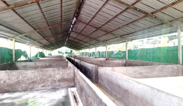 Tanah Ex Peternakan Sapi di Bali Jual Secara Lelang Tanah Ex Peternakan Sapi di Bali Jual Secara Lelang