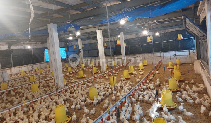 Tanah Ex Kandang Ayam Jual Murah Di Tanralili Maros