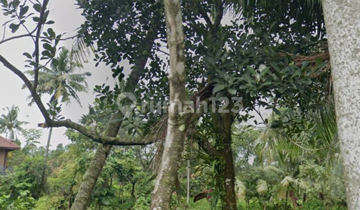 Tanah Ciomas 400Ribu Permeter Segera di Lelang Tanah Ciomas 400Ribu Permeter Segera di Lelang