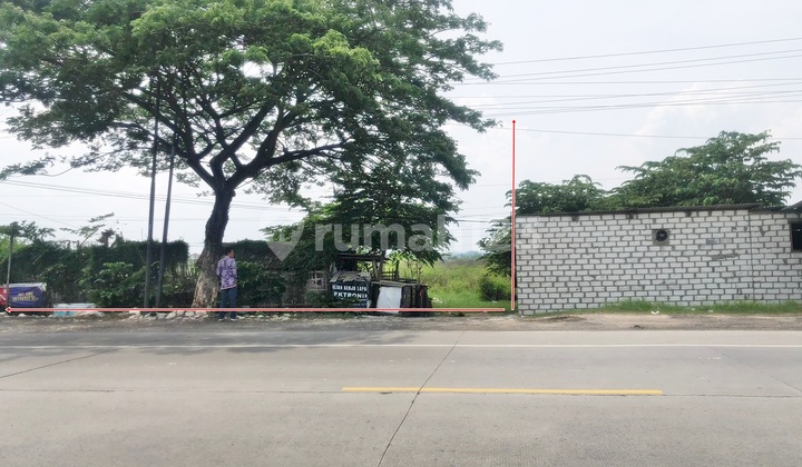 Tanah 1,5juta Permeter Di Jalan Lasem Rembang