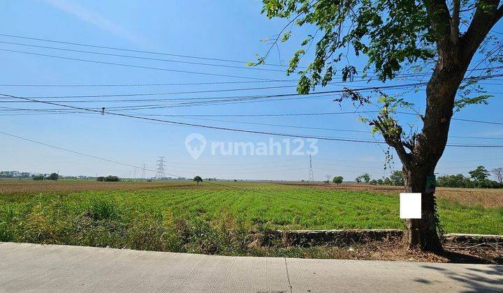 Tanah Sawah Di Jalan Raya Tambelang 1