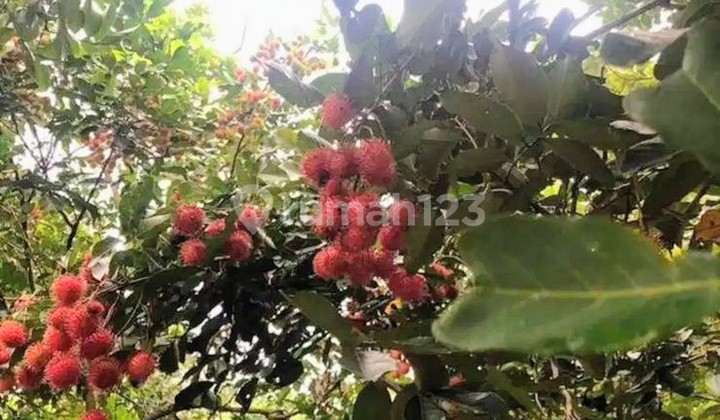 Di Jual Tanah Pinggir Jalan Serang Baru Bekasi Di Jual Tanah Pinggir Jalan Serang Baru Bekasi